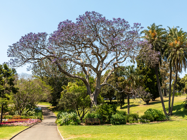 Syd_Royal Botanic Garden