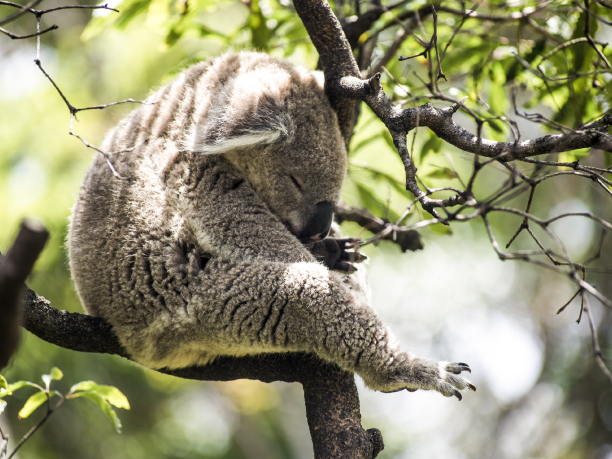 Syd_Taronga Zoo