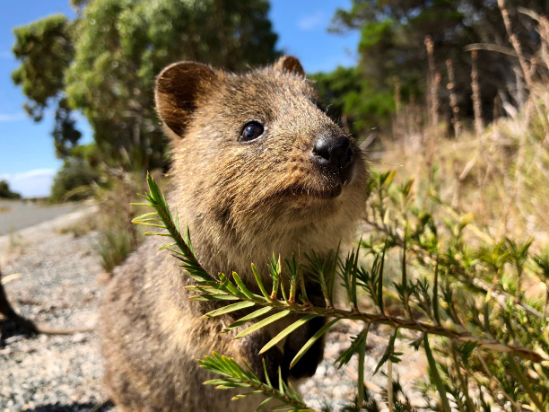 Perth_Rottnest Island