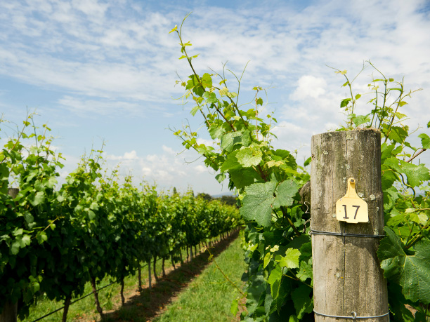 Perth_Swan Valley wineries