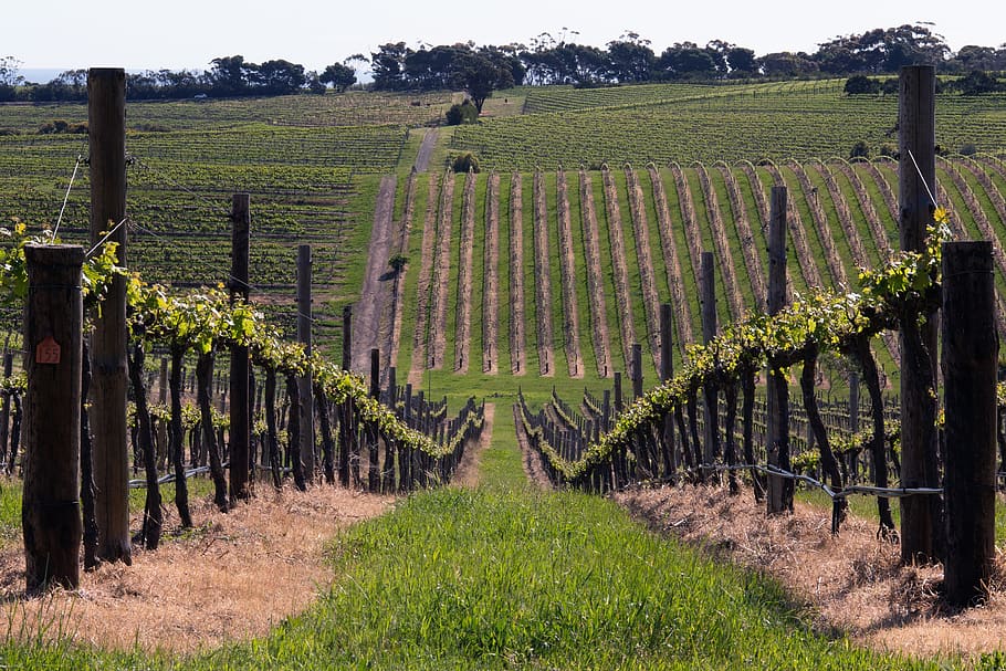 McLaren Vale