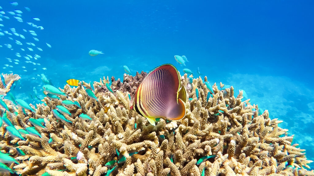 Great Barrier Reef, Queensland: