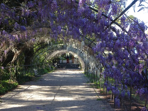 Adelaide Botanical Garden