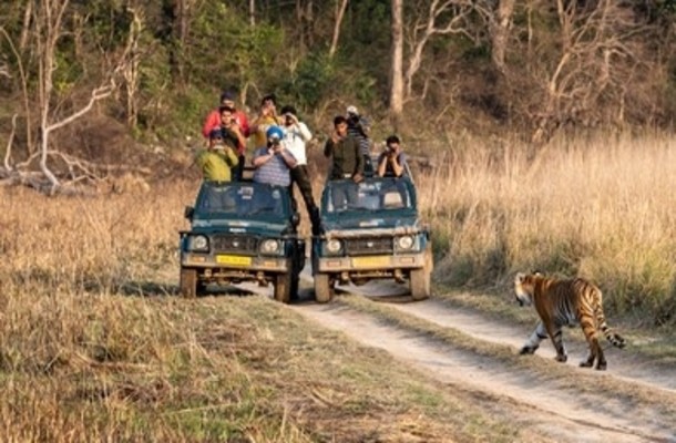 Jeep Safari At Jim Corbett National Park