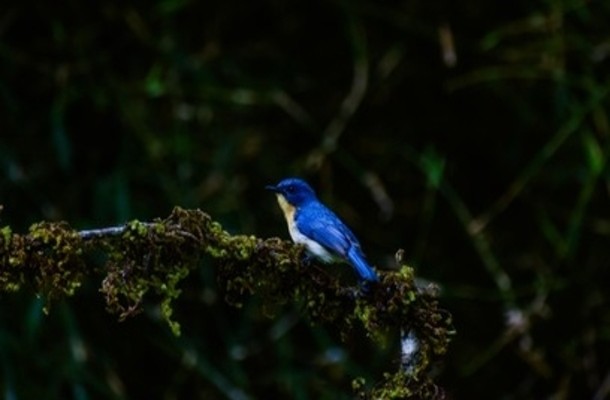 Bird Watching In Dandeli, Karnataka