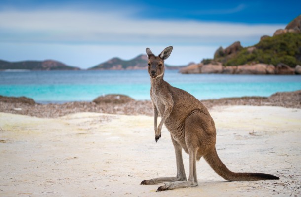 Understanding Australian Wildlife