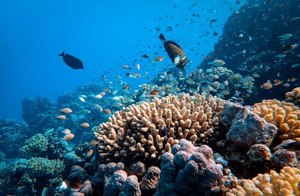 Go For Snorkeling Or Diving At The Great Barrier Reef