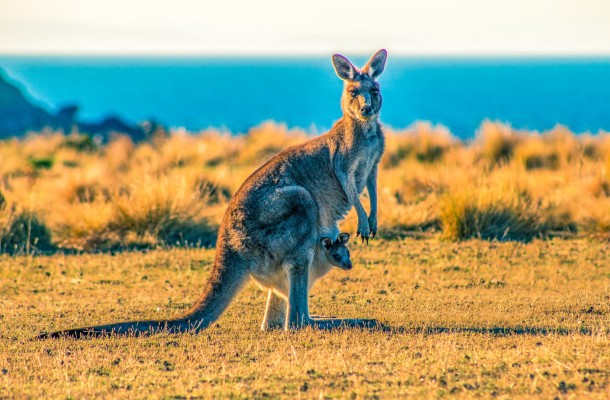 Kangaroo Island, South Australia